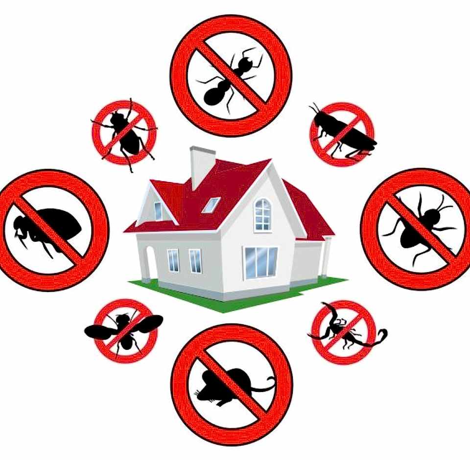 Pest Control Service