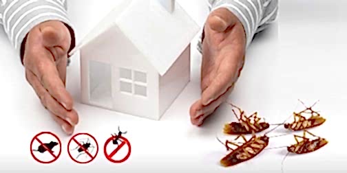 Best pest control service