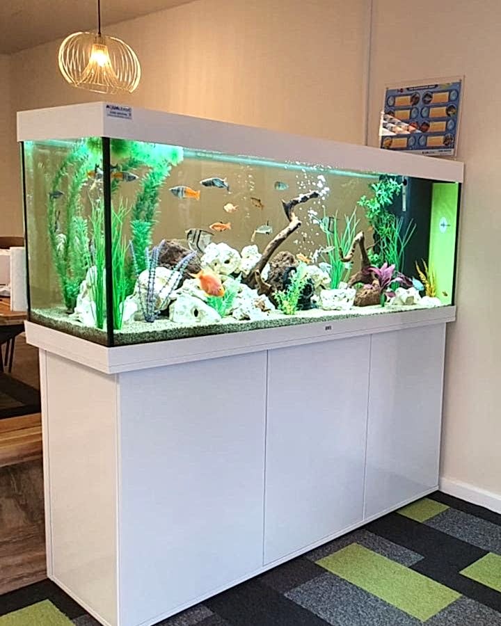 Aquarium Cleaning Services