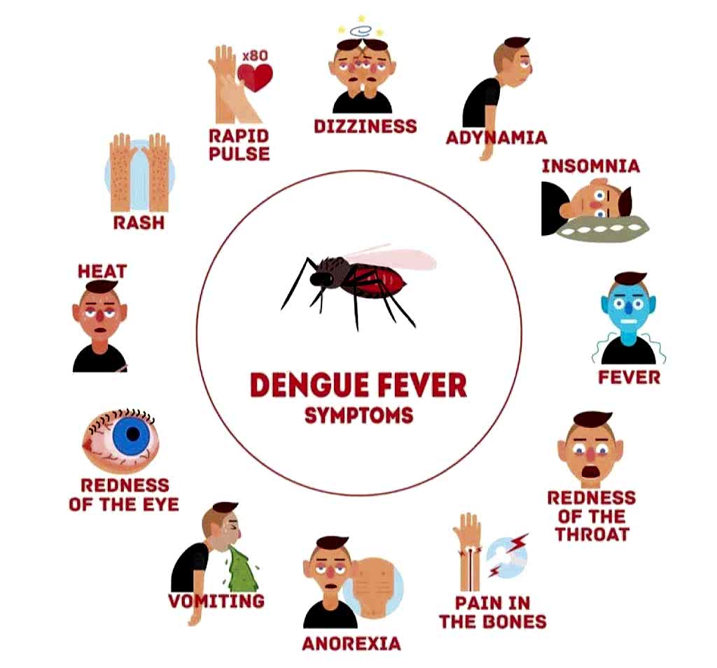 ডেঙ্গু Dengue
